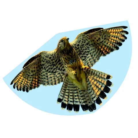 Gunther Hawk Kite