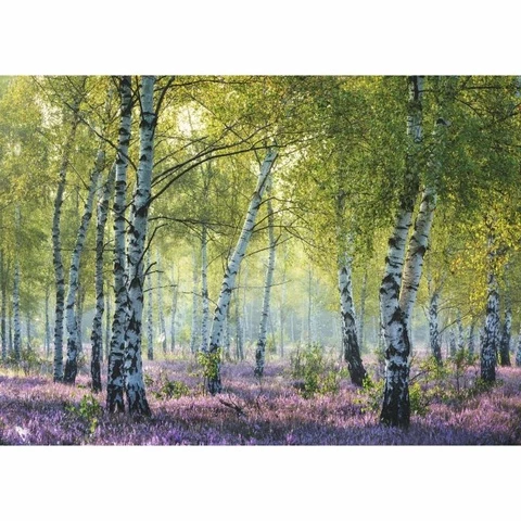 Ravensburger Puzzle 1000 burning birch forest Nature